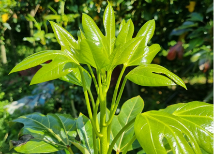 はちみつの画像1